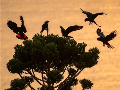 Calyptorhynchus banksii banksii (Northern Red-tailed Black-Cockatoo) at Yeppoon, QLD - 8 Nov 2024 by trevsci