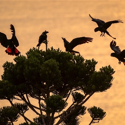 Calyptorhynchus banksii banksii (Northern Red-tailed Black-Cockatoo) at Yeppoon, QLD - 9 Nov 2024 by trevsci