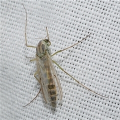 Axarus sp. (genus) (A non-biting midge) at Freshwater Creek, VIC - 4 Nov 2024 by WendyEM