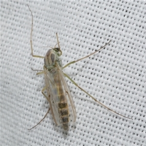 Axarus sp. (genus) at Freshwater Creek, VIC - 4 Nov 2024 08:44 PM