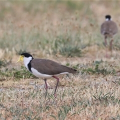 Vanellus miles (Masked Lapwing) at Fyshwick, ACT - 13 Nov 2024 by HappyWanderer