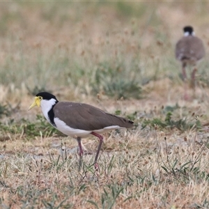 Vanellus miles (Masked Lapwing) at Fyshwick, ACT by HappyWanderer