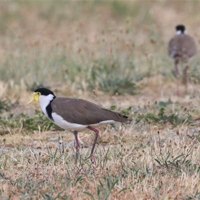 Vanellus miles at Fyshwick, ACT - 13 Nov 2024 by HappyWanderer