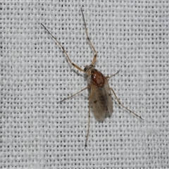 Unidentified Crane fly, midge, mosquito or gnat (several families) at Freshwater Creek, VIC - 4 Nov 2024 by WendyEM