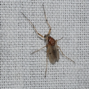 Procladius (genus) at Freshwater Creek, VIC - suppressed