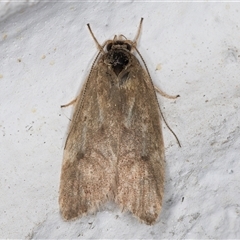 Unverified Concealer moth (Oecophoridae) at Melba, ACT - 18 Nov 2024 by kasiaaus