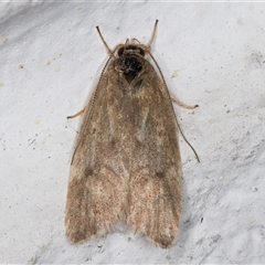 Unidentified Concealer moth (Oecophoridae) at Melba, ACT - 18 Nov 2024 by kasiaaus