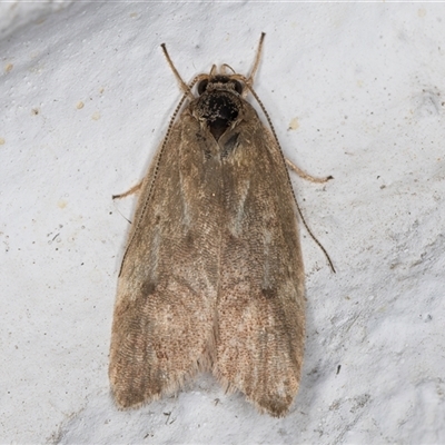 Unidentified Concealer moth (Oecophoridae) at Melba, ACT - 18 Nov 2024 by kasiaaus