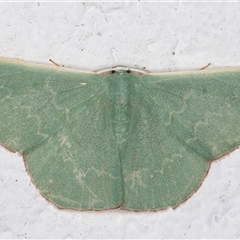 Prasinocyma semicrocea (Common Gum Emerald moth) at Melba, ACT - 18 Nov 2024 by kasiaaus