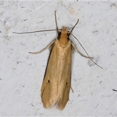 Philobota protecta (A concealer moth) at Melba, ACT - 18 Nov 2024 by kasiaaus