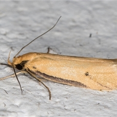 Philobota protecta at Melba, ACT - 18 Nov 2024 09:50 PM