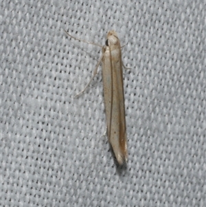 Batrachedra (genus) (The single genus of family Batrachedridae) at Freshwater Creek, VIC by WendyEM