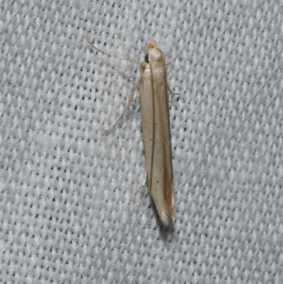 Batrachedra (genus) at Freshwater Creek, VIC - 16 Nov 2024 by WendyEM