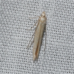 Batrachedra (genus) at suppressed - suppressed