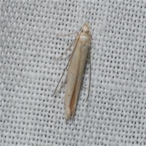 Batrachedra (genus) at suppressed - suppressed