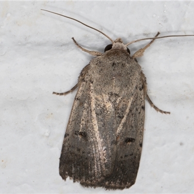Proteuxoa tibiata (Horseshoe Noctuid) at Melba, ACT - 18 Nov 2024 by kasiaaus