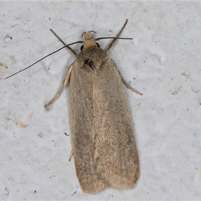 Unidentified Concealer moth (Oecophoridae) at Melba, ACT - 18 Nov 2024 by kasiaaus