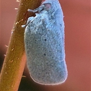 Dworena hyacintha (A planthopper) at Monga, NSW by clarehoneydove