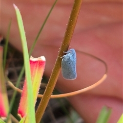 Dworena hyacintha at Monga, NSW - 21 Nov 2024 02:00 PM