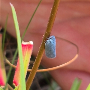 Dworena hyacintha at Monga, NSW - 21 Nov 2024 02:00 PM