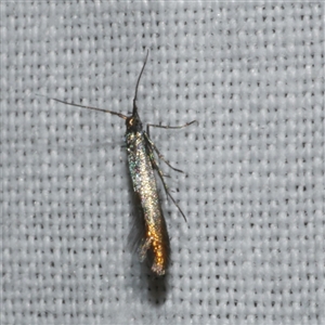 Coleophora alcyonipennella (Clover Case-bearer) at Freshwater Creek, VIC by WendyEM