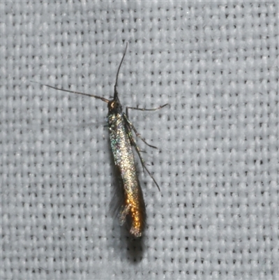 Coleophora alcyonipennella (Clover Case-bearer) at Freshwater Creek, VIC - 17 Nov 2024 by WendyEM