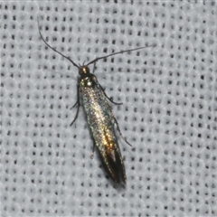 Coleophora alcyonipennella at Freshwater Creek, VIC - 17 Nov 2024 12:03 AM