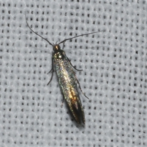 Coleophora alcyonipennella at Freshwater Creek, VIC - 17 Nov 2024 12:03 AM