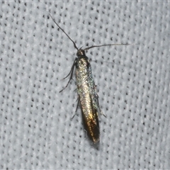 Coleophora alcyonipennella at Freshwater Creek, VIC - 17 Nov 2024 12:03 AM