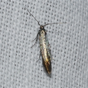 Coleophora alcyonipennella at Freshwater Creek, VIC - 17 Nov 2024 12:03 AM