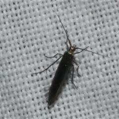 Coleophora alcyonipennella at Freshwater Creek, VIC - 17 Nov 2024 12:03 AM