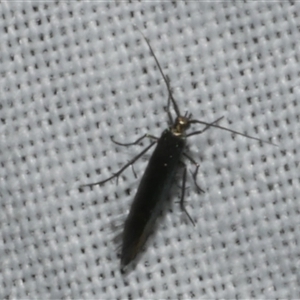 Coleophora alcyonipennella at Freshwater Creek, VIC - 17 Nov 2024 12:03 AM