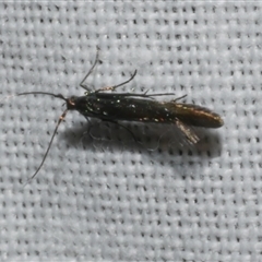 Coleophora alcyonipennella at Freshwater Creek, VIC - 17 Nov 2024 12:03 AM