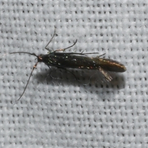 Coleophora alcyonipennella at Freshwater Creek, VIC - 17 Nov 2024 12:03 AM