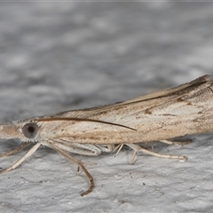 Culladia cuneiferellus (Crambinae moth) at Melba, ACT - 18 Nov 2024 by kasiaaus