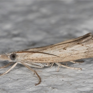 Culladia cuneiferellus at Melba, ACT - 18 Nov 2024