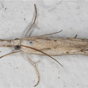 Culladia cuneiferellus at Melba, ACT - 18 Nov 2024