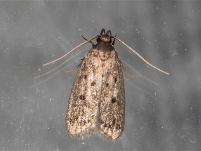 Anaptilora (genus) (A Concealer moth (Autostichinae)) at Melba, ACT - 18 Nov 2024 by kasiaaus