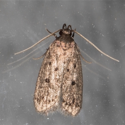 Unidentified Curved-horn moth (all Gelechioidea except Oecophoridae) at Melba, ACT - 18 Nov 2024 by kasiaaus