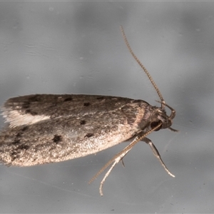 Anaptilora (genus) at Melba, ACT - 18 Nov 2024