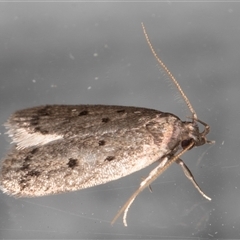 Anaptilora (genus) at Melba, ACT - 18 Nov 2024