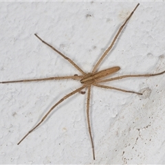 Thasyraea lepida (Prowling spider) at Melba, ACT - 18 Nov 2024 by kasiaaus