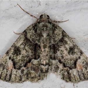 Aeolochroma metarhodata at Melba, ACT - 19 Nov 2024 11:53 PM