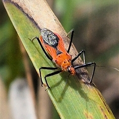 Gminatus australis (Orange assassin bug) at Monga, NSW - 21 Nov 2024 by clarehoneydove