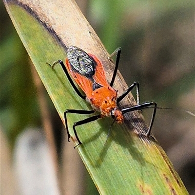 Gminatus australis (Orange assassin bug) at Monga, NSW - 21 Nov 2024 by clarehoneydove