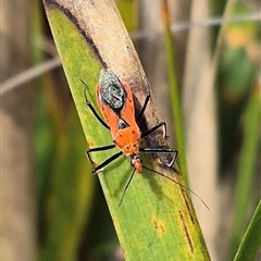 Gminatus australis at Monga, NSW - 21 Nov 2024