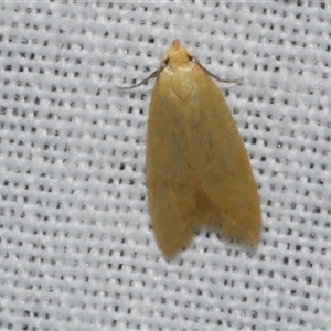 Aeolothapsa malacella at Freshwater Creek, VIC - 17 Nov 2024