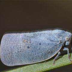 Unidentified Leafhopper or planthopper (Hemiptera, several families) at Uriarra Village, ACT - 21 Nov 2024 by Harrisi