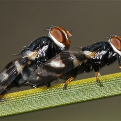 Unidentified Other true fly at Uriarra Village, ACT - 21 Nov 2024 by Harrisi