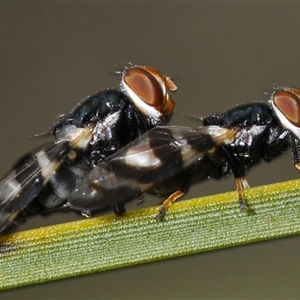 Lenophila achilles (Spider mimicking signal fly) at Uriarra Village, ACT by Harrisi